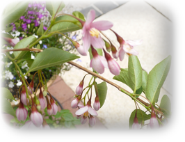 画像の説明 画像の説明