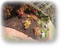 下草～オタフクナンテン～他