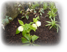 下草　クリスマスローズ～他