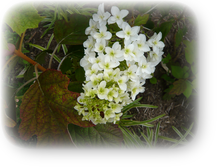 カシワバアジサイ